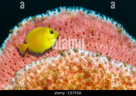 Blue Tang (Acanthurus coeruleus), jaune forme juvénile, se cachant dans une éponge, Sainte-Lucie, l'île de Sainte-Lucie, îles du Vent Banque D'Images