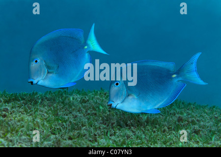 Blue Tang (Acanthurus coeruleus), nage au-dessus des algues, Saint Lucia, Sainte-Lucie, l'île des Petites Antilles, îles du Vent Banque D'Images