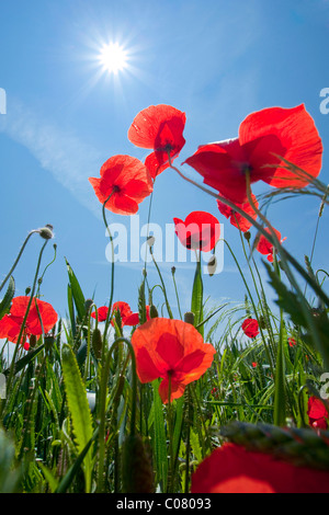 Coquelicot (Papaver) croissant sur un champ en été, le lac de Constance district, Bade-Wurtemberg, Allemagne, Europe Banque D'Images