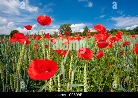 Coquelicot (Papaver) croissant sur un champ en été, le lac de Constance district, Bade-Wurtemberg, Allemagne, Europe Banque D'Images