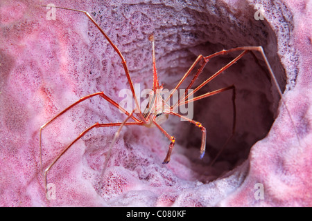 Yellowline Crabe Flèche (Stenorhynchus seticornis) marche sur éponge rose, Sainte-Lucie, l'île de Sainte-Lucie, îles du Vent Banque D'Images