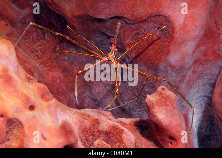 Yellowline Crabe Flèche (Stenorhynchus seticornis) assis sur une éponge rouge, Sainte-Lucie, l'île de Sainte-Lucie, îles du Vent Banque D'Images