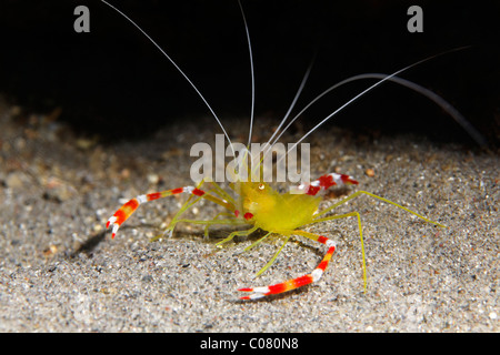 Golden Coral Shrimp ou Boxe des Caraïbes (crevettes Stenopus scutellatus), nettoyage de la crevette, sur fond de sable, Saint Lucia Banque D'Images