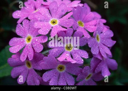 Primevère Laurentienne (Primula farinosa), Karwendel, Tyrol du Nord, l'Autriche, Europe Banque D'Images