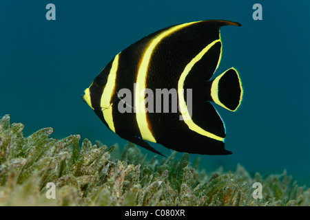 Angelfish Pomacanthus paru (français), forme juvénile, nage au-dessus des algues, Sainte-Lucie, l'île de Sainte-Lucie, îles du Vent Banque D'Images