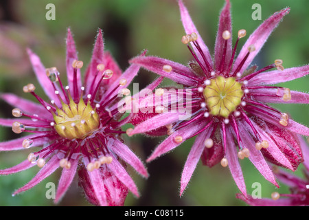 Houseleek Sempervivum montanum (montagne), le Parc National du Hohe Tauern, le Tyrol, Autriche, Europe Banque D'Images