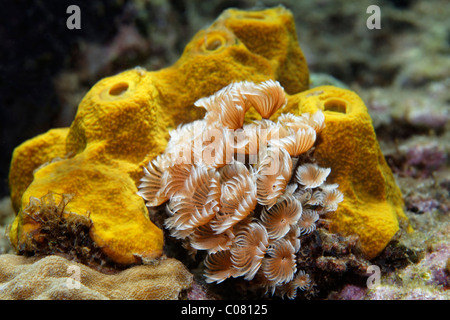 Plumeau sociale (Bispira brunnea) en face de l'Éponge Tube jaune (Aplysina fistularis), Sainte-Lucie, l'île Sainte-Lucie Banque D'Images