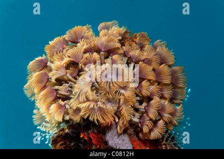 Plumeau sociale (Bispira brunnea) dans l'eau bleue, Sainte Lucie, Sainte Lucie, l'île des Petites Antilles, îles du Vent Banque D'Images