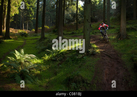 Des promenades en vélo de montagne vers le bas d'un sentier dans une forêt dense au Royaume-Uni Banque D'Images