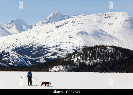 Les chiens de traîneau, ski joering femme tirant la fondeuse, dog sport, Huskies d'Alaska, le lac Lindeman, montagnes derrière Banque D'Images