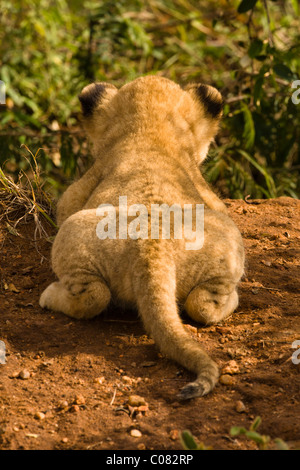 Lion cub pratiquer ses techniques de harcèlement criminel, Masai Mara, Kenya Banque D'Images