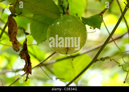 Assionfruit, Granadilla, Purple Passion Fruit, usine Granadillain Banque D'Images