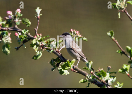 Blackcap (Sylvia atricapilla), homme dans un pommier, Germany, Europe Banque D'Images