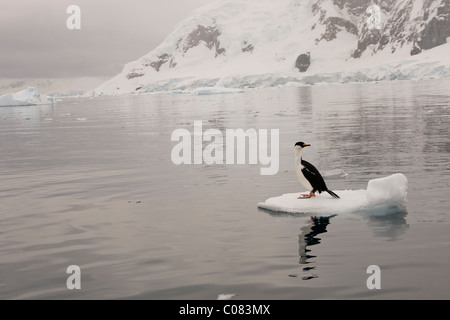 Shag Antarctique adultes assis sur un écoulement glaciaire, Brown's Bluff, péninsule antarctique. Banque D'Images