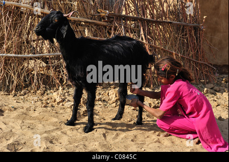 Petite fille de chèvre à traire, désert de Thar, Rajasthan, Inde, Asie Banque D'Images