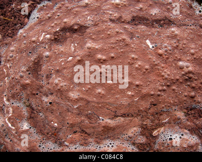 Le lac Albano, close-up de l'eau rouge, en raison de Planktothrix rubescens, saison d'hiver. Banque D'Images