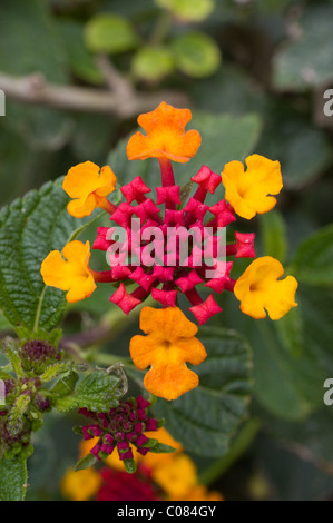 Drapeau espagnol ou West Indian Lantana (Lantana camara) Banque D'Images