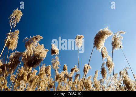 Phragmites australis (roseau commun) contre ciel avec lens flare Banque D'Images