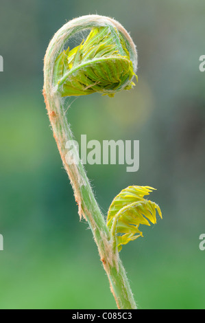 Osmonde royale (Osmunda regalis), la germination Banque D'Images