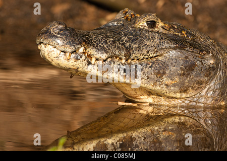 Caïman à lunettes dans la rivière du Pantanal, Brésil Banque D'Images