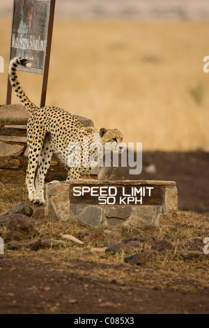 Cheetah à vitesse limite signe, Masai Mara, Kenya Banque D'Images