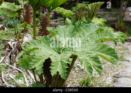 La rhubarbe géante (Gunnera manicata), Ireland, British Isles, Europe Banque D'Images