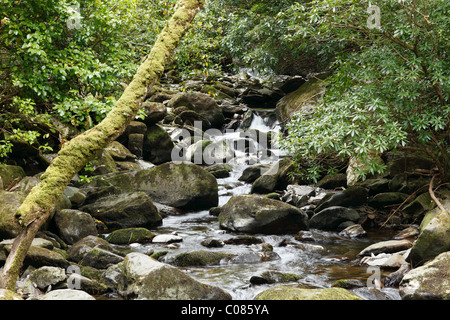 Creek, près de chutes de Torc, le Parc National de Killarney, County Kerry, Ireland, British Isles, Europe Banque D'Images