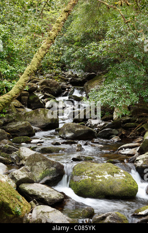 Creek, près de chutes de Torc, le Parc National de Killarney, County Kerry, Ireland, British Isles, Europe Banque D'Images