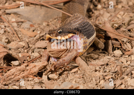 La couleuvre à nez plat manger un crapaud d'Amérique, USA Banque D'Images