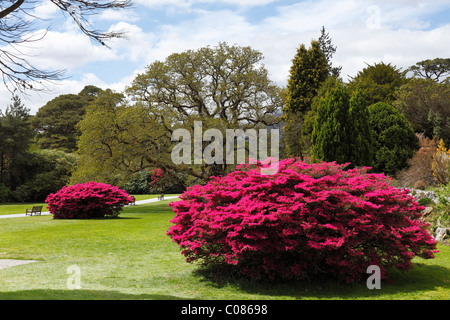 Les Jardins de Muckross au printemps, la floraison des buissons de rhododendrons, le Parc National de Killarney, comté de Kerry, Irlande, Iles britanniques Banque D'Images