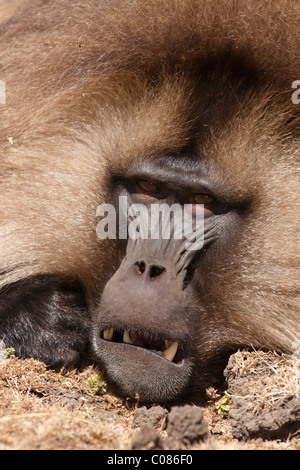 Babouin Gelada, montagnes du Simien, Ethiopie Banque D'Images