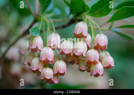 Redvein enkianthus Enkianthus campanulatus () Banque D'Images