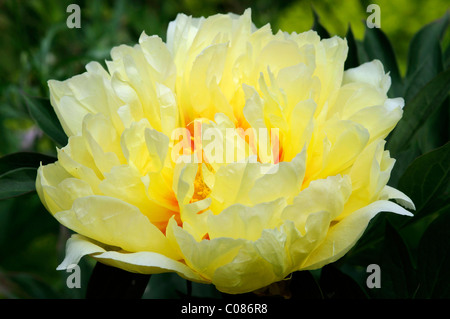 La pivoine (Paeonia 'Bartzella Bartzella hybride) Banque D'Images