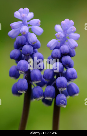 Les muscaris (Muscari botryoides) Banque D'Images