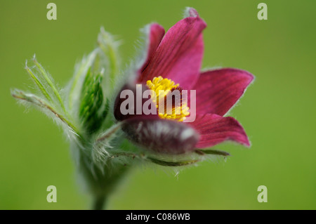 Anémone pulsatille rouge (Pulsatilla vulgaris) Banque D'Images