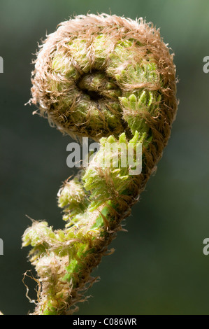 Braun de Lemmon (Polystichum braunii) frondes de germination Banque D'Images