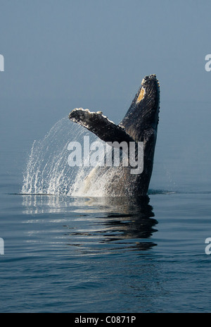 Humpback Whale breaching en affichage, Alaska, USA Banque D'Images