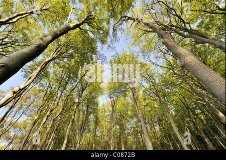 Des Hêtres (Fagus sylvatica) à la côte escarpée près de Nienhagen, déformé par le vent onshore, district de Bad Doberan Banque D'Images