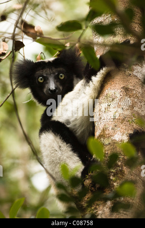 Lémurien Indri dans les arbres, à Madagascar Banque D'Images