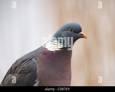 Close-up of pigeon ramier Columba palaumbus Banque D'Images