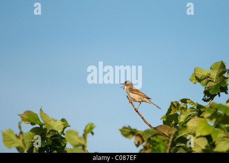 Fauvette grisette Sylvia communis, sur une branche avec ciel bleu derrière Banque D'Images