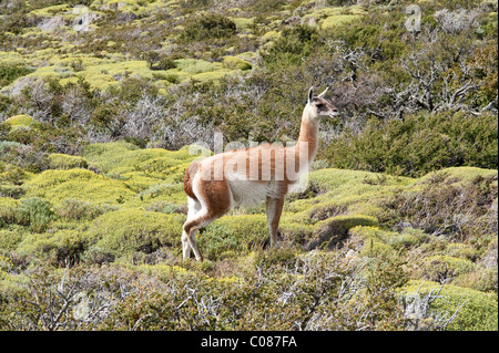 Guanaco (Lama guanicoe) d'hommes menant son troupeau, colline du Parc National Torres del Paine, Patagonie, Chili, Amérique du Sud Banque D'Images