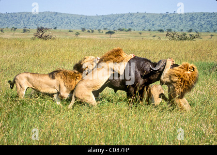 Les Lions s'attaquer à Buffalo, Masai Mara, Kenya Banque D'Images