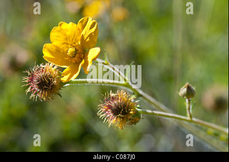 Meagellanicum la baie Wulaia Geum fleurs Canal Murray de l'archipel de la Terre de Feu Au sud du Chili Amérique du Sud Banque D'Images