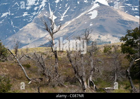 La récupération de la végétation après incendie en 2005 Parc National Torres del Paine au Chili. Des troncs d'arbres brûlés encore déc 2010 Banque D'Images