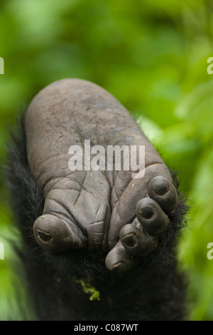 Pied d'un bébé gorille de montagne, le parc national des volcans, Rwanda Banque D'Images