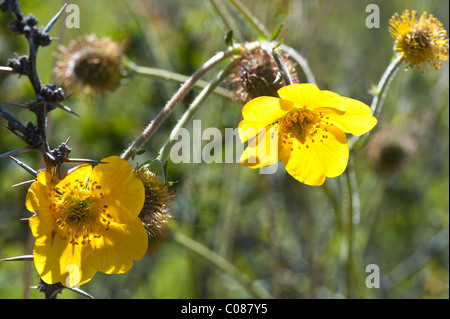 Meagellanicum la baie Wulaia Geum fleurs Canal Murray de l'archipel de la Terre de Feu Au sud du Chili Amérique du Sud Banque D'Images