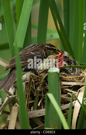 Carouge à épaulettes mère avec des oisillons au nid, New York, USA Banque D'Images