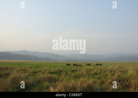 Un grand angle de vue de la Réserve de tigres de Jim Corbett paysages ponctués par un éléphant d'Asie (Elephas maximus) troupeau Banque D'Images