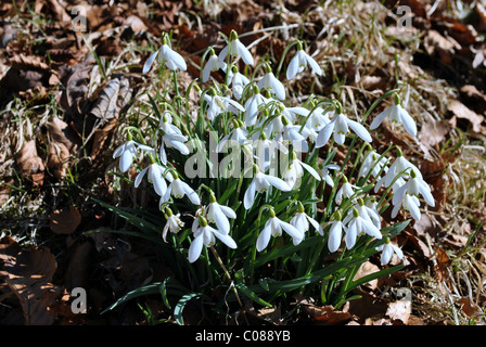 Perce-neige Banque D'Images